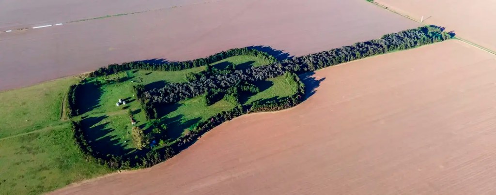 Un bosque con forma de guitarra: el homenaje eterno de un hombre a su esposa en el corazón de&nbsp;Córdoba