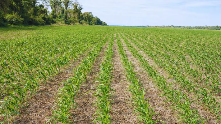 Una innovación del INTA revoluciona la siembra con un sistema de corte línea por&nbsp;línea