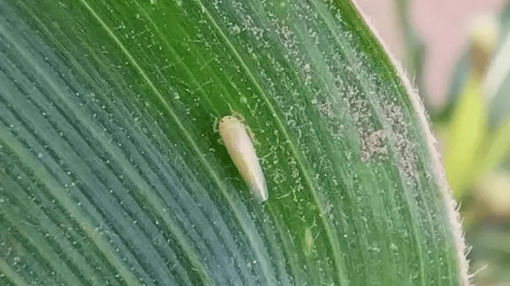 El maíz temprano superó el período crítico y se mantiene estable frente al Dalbulus&nbsp;maidis