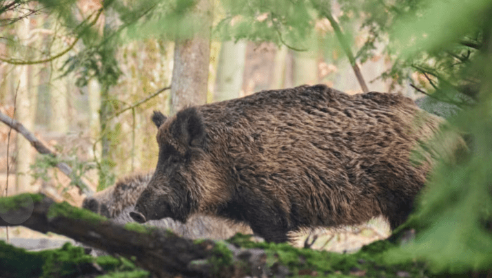 Alerta por peste porcina africana: Argentina suspende importaciones porcinas desde&nbsp;España