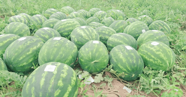 Un productor chaqueño logró cambiar una normativa histórica y abrió la exportación de&nbsp;sandías