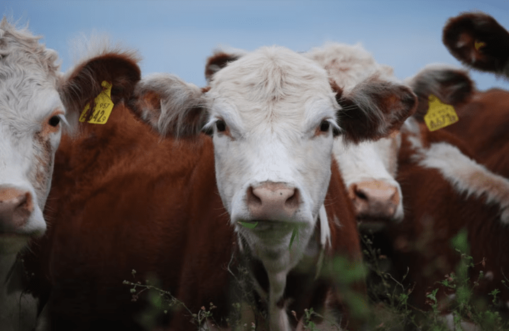 Brucelosis: la enfermedad silenciosa que acecha entre animales y&nbsp;personas