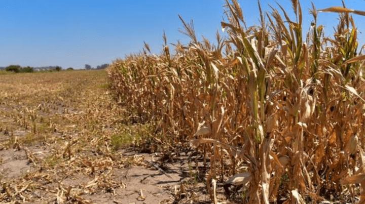 Crece la preocupación en el sur de Córdoba por la sequía y el impacto en la cosecha de&nbsp;maíz