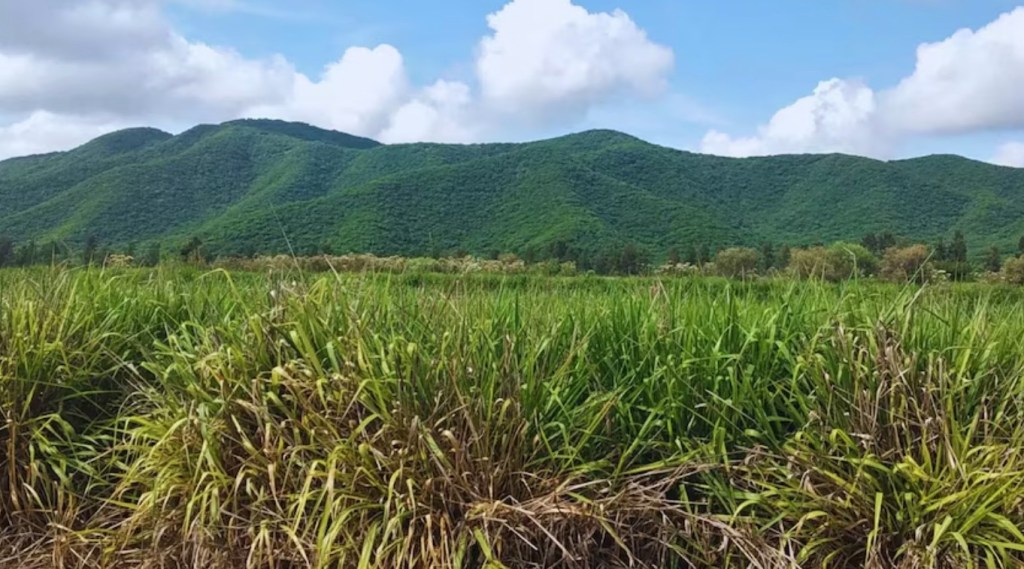 Expertos aseguran que la salud de la tierra depende fundamentalmente de la gestión de su materia&nbsp;orgánica