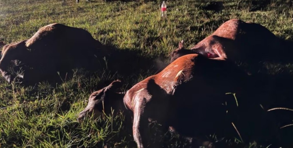 Crece la preocupación de los productores ganaderos por un violento ataque contra un&nbsp;toro