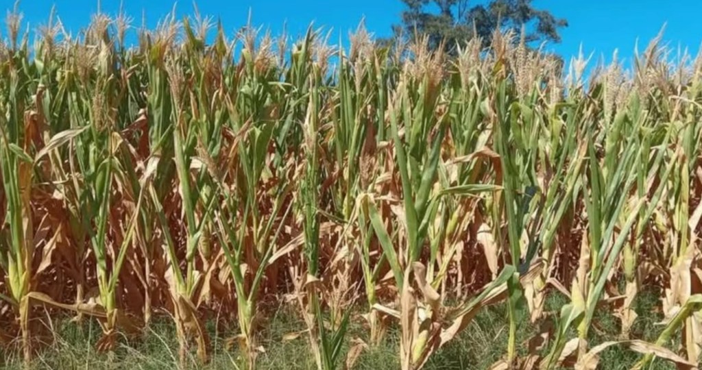 La falta de precipitaciones pone en riesgo la cosecha de maíz en la zona núcleo&nbsp;bonaerense