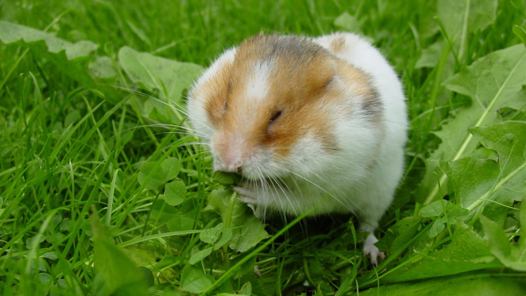 Compañeros exóticos: viajar al exterior con mascotas no&nbsp;tradicionales