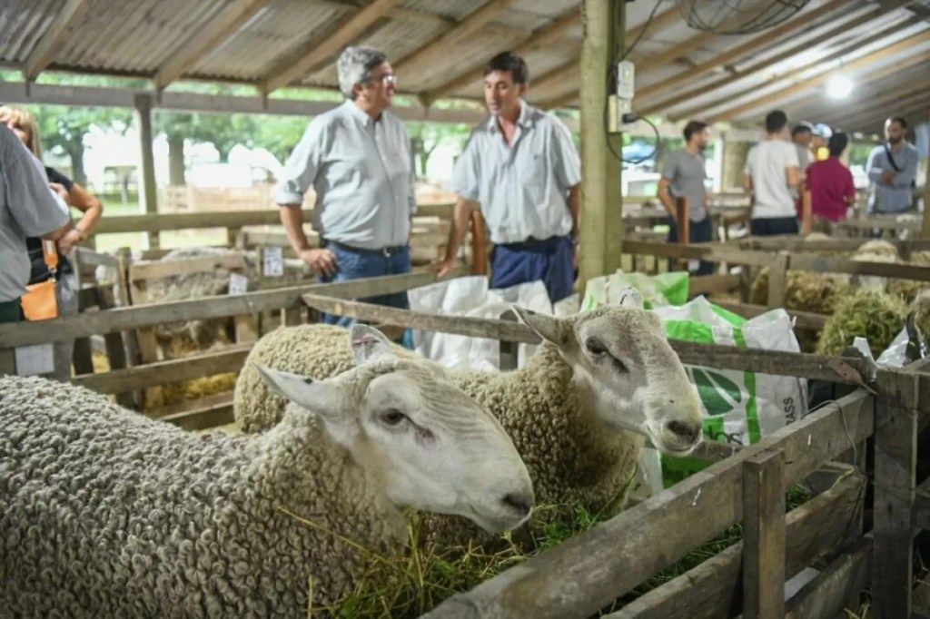 Impulsan el desarrollo de la producción ovina en Buenos Aires