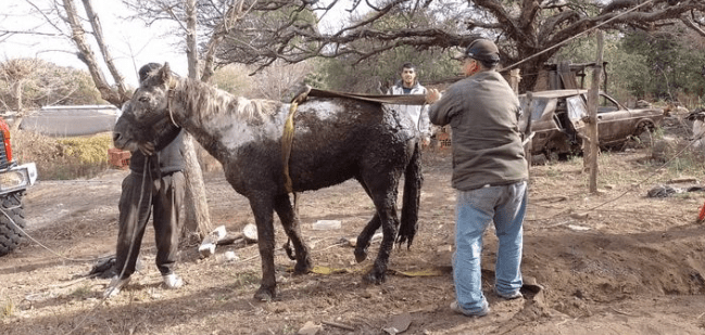 Rescataron en Córdoba a un caballo que había caído en un pozo de tres&nbsp;metros