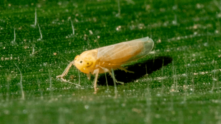 El calor y el maíz tardío impulsaron el avance de la chicharrita, pero con bajo nivel de&nbsp;contagio