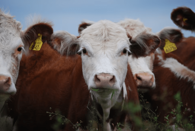 Más uso del pasto impulsa cambios en el sistema de&nbsp;engorde