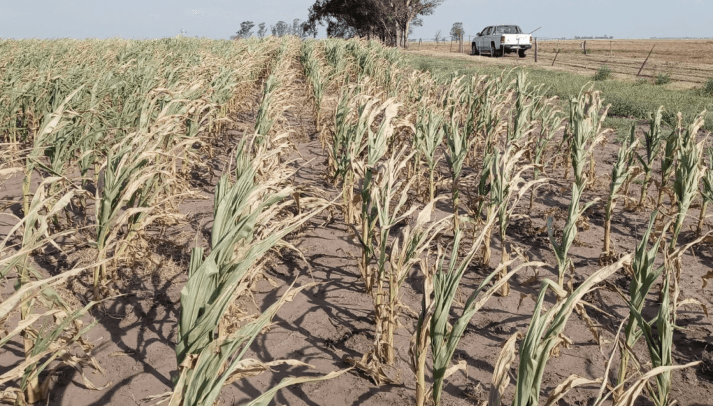 La falta de lluvia presiona al campo&nbsp;argentino
