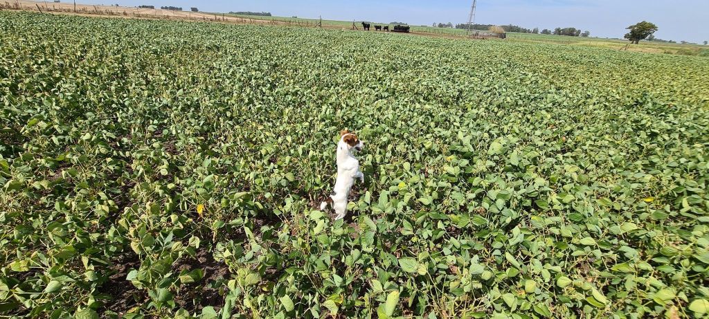 Balance mixto en la campaña agrícola argentina&nbsp;2025/26