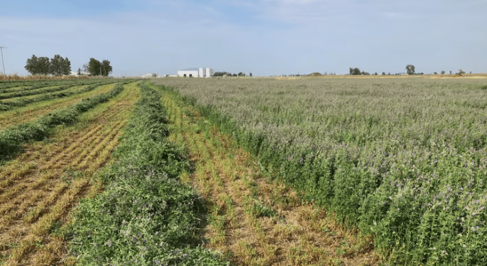 Un lote periurbano de Carlos Tejedor volvió a producir con un proyecto&nbsp;forrajero