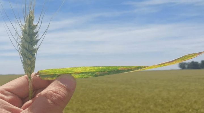 Trigo 2026: récord de producción y alertas por la calidad&nbsp;panadera