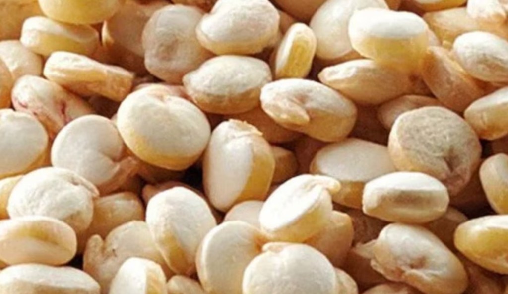 La quinua se consolida como una alternativa eficiente y sustentable en el oeste&nbsp;argentino