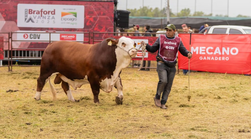 La raza Braford tendrá su gran vidriera ganadera dentro de la próxima&nbsp;Expoagro