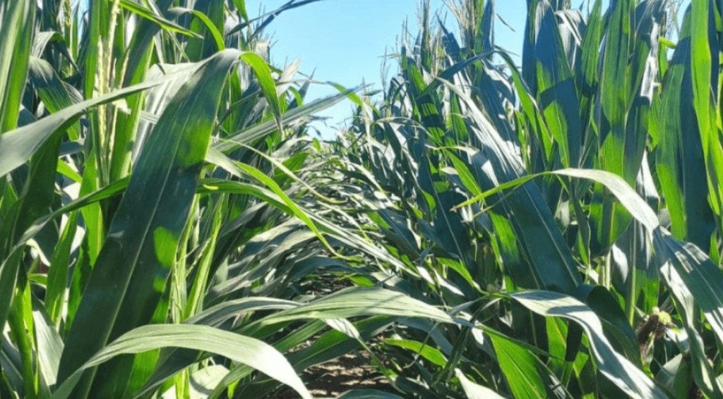 La falta de lluvias en el inicio del año afectó severamente los rindes agrícolas en la zona&nbsp;núcleo