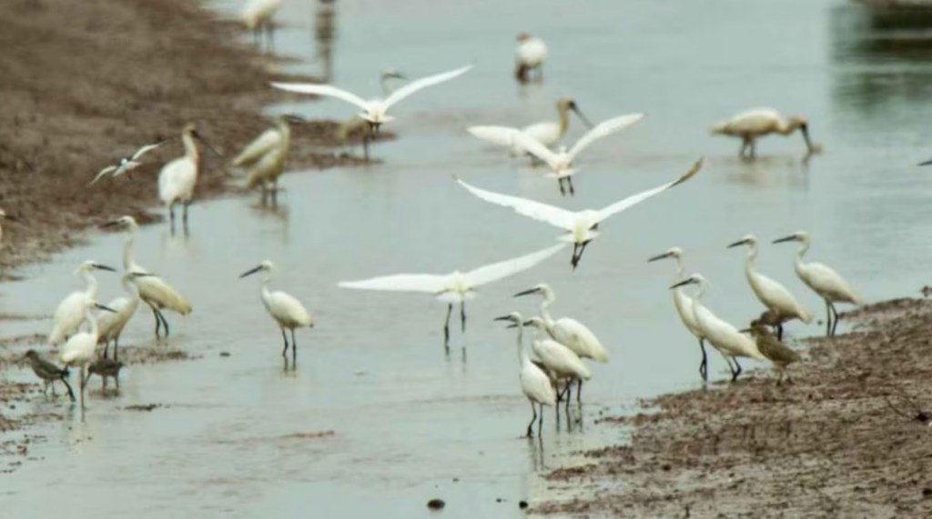 Alerta sanitaria en la región bonaerense tras la aparición de casos de gripe aviar