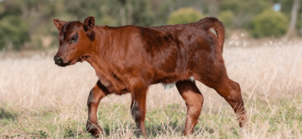 Terneros centinela: refuerzan el monitoreo para prevenir la fiebre aftosa en&nbsp;Argentina