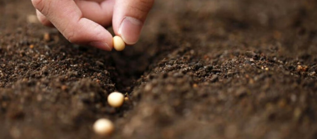 La industria de semillas respalda el sistema de regalías para potenciar la tecnología&nbsp;agrícola