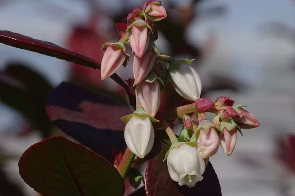 Investigadores nacionales apuestan a la biotecnología para optimizar la producción de&nbsp;frutas
