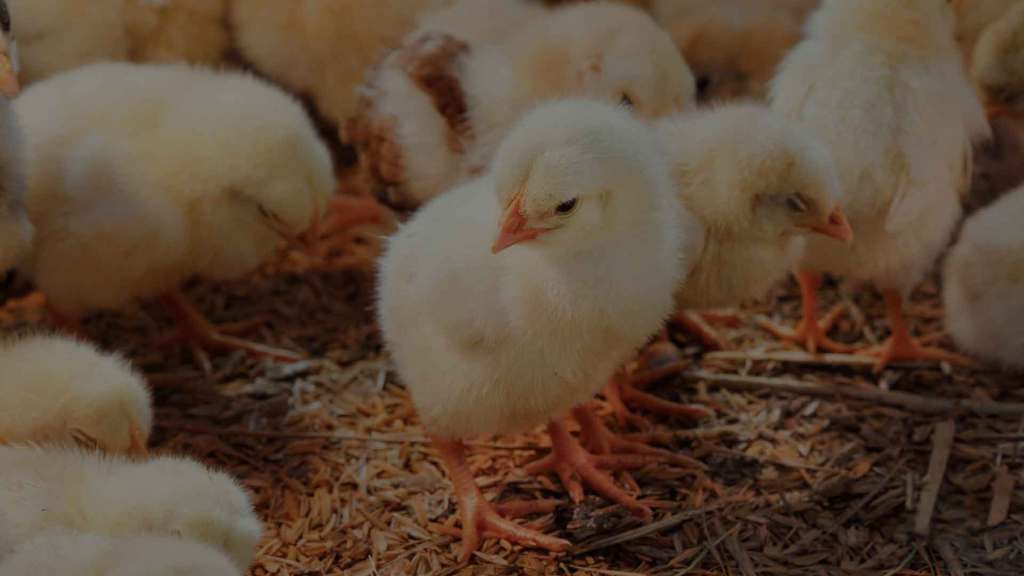 Buscan alternativas naturales para reducir el uso de antibióticos en la producción&nbsp;avícola