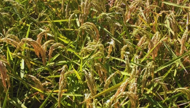Detectaron en Argentina un virus del arroz que solo había sido identificado en&nbsp;Asia
