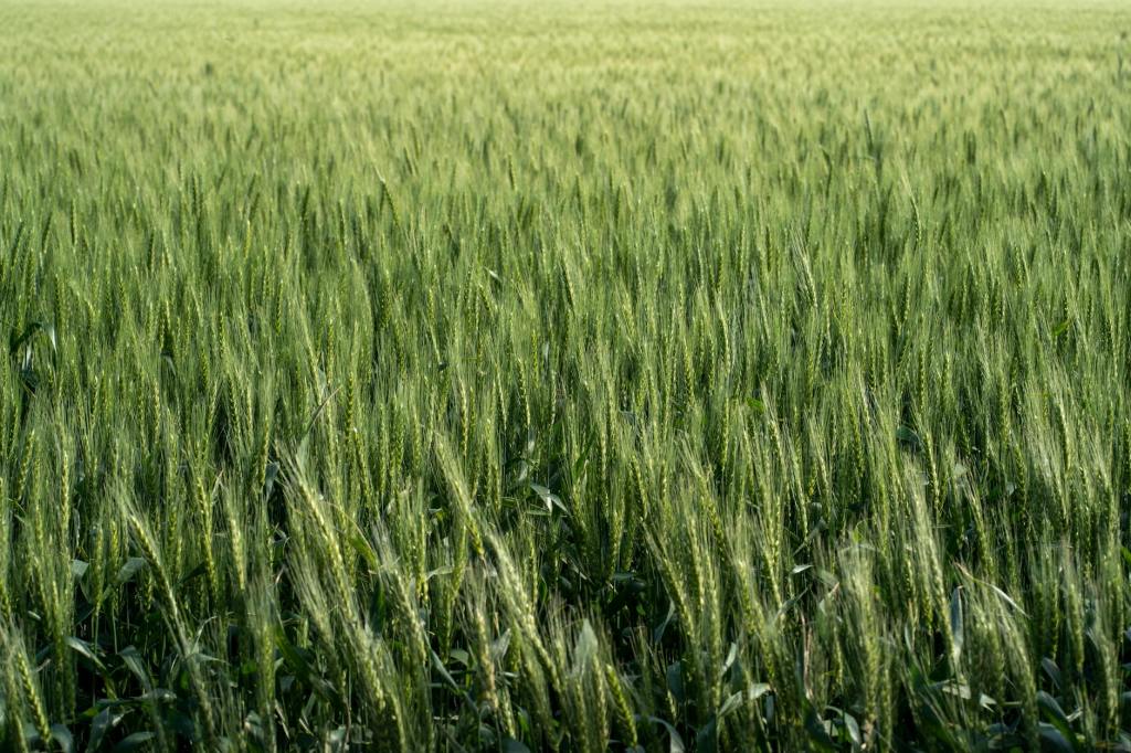 El Gran Rosario vuelve a encabezar ranking de puertos agroexportadores