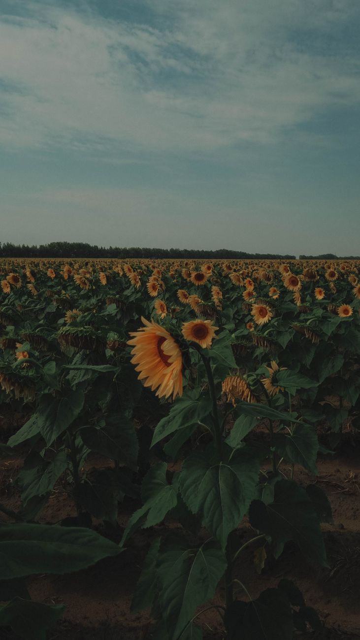El girasol desplaza a la soja en molienda durante primeros&nbsp;meses