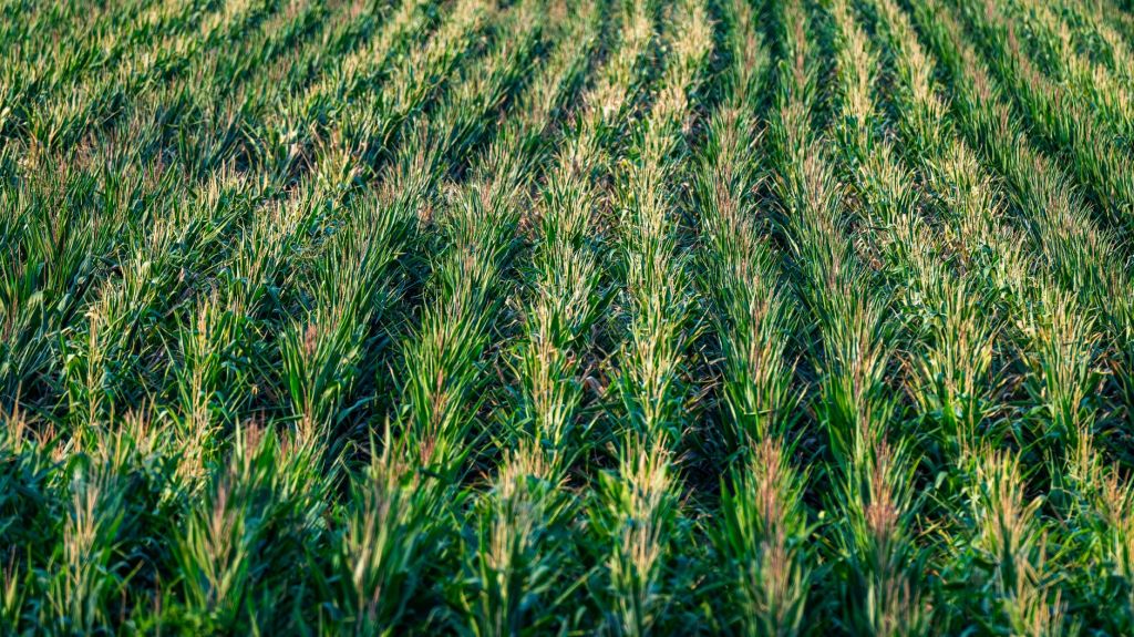 Urea mas accesible: Impacto en la produccion de trigo y maiz