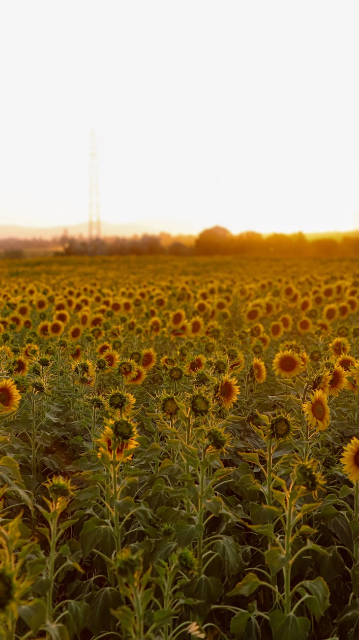 Mejoramiento genético: Zeta Semillas busca revolucionar el cultivo de&nbsp;girasol