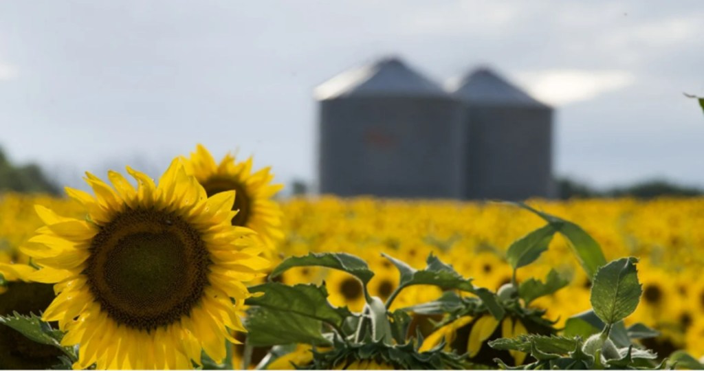 Nuevo impulso para el campo: el girasol recupera precios que no alcanzaba desde&nbsp;2022