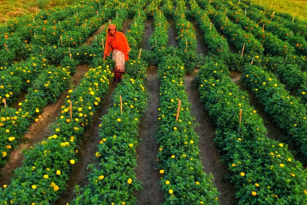 Colza, cártamo y camelina abren nuevas oportunidades en la&nbsp;rotacion