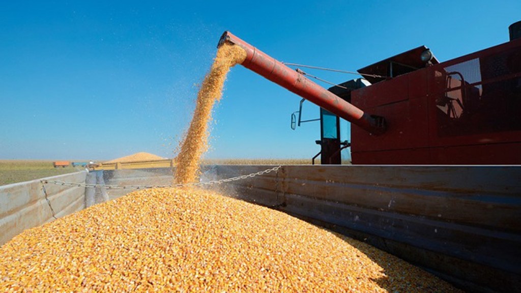 El maíz argentino gana terreno en el mundo: es el origen más competitivo para la mayoría de los&nbsp;mercados
