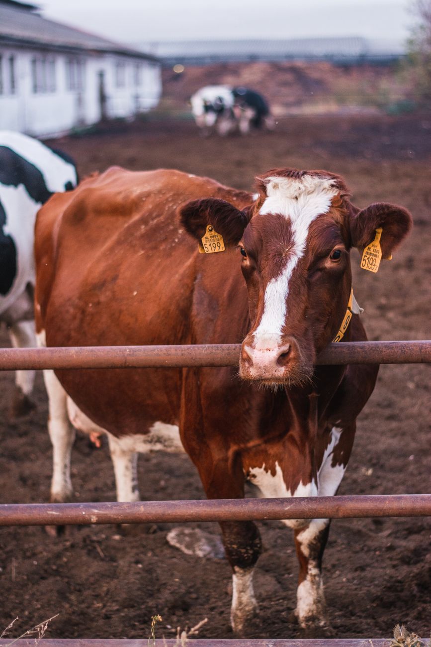 Feedlot con ocupacion elevada y mayor participacion de&nbsp;exportadores