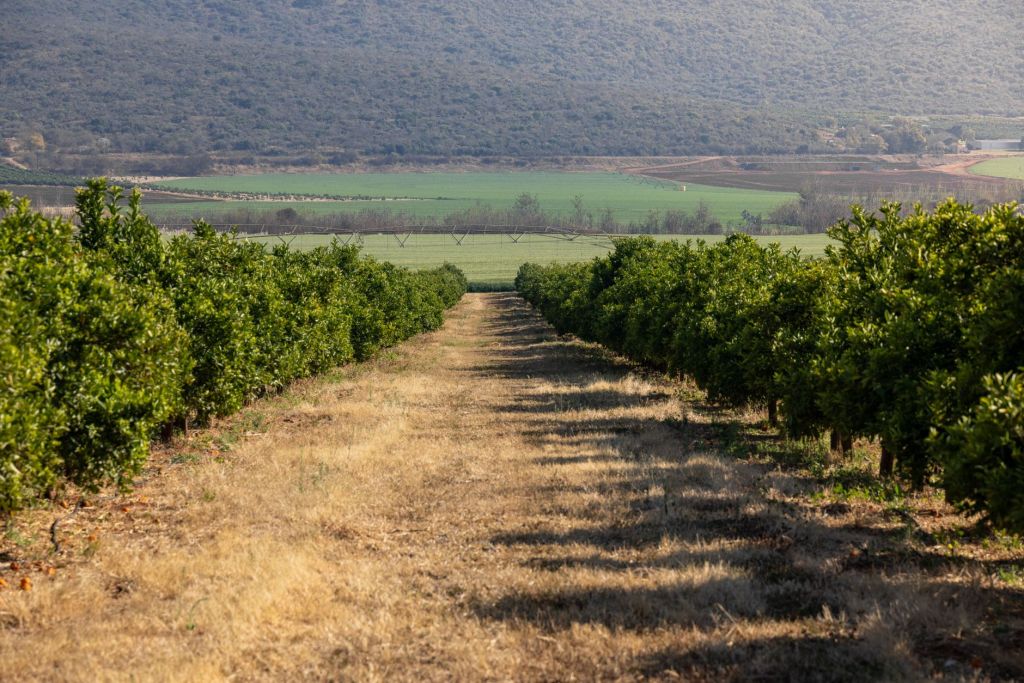 La próxima década: agroindustria argentina apunta a mercados&nbsp;globales