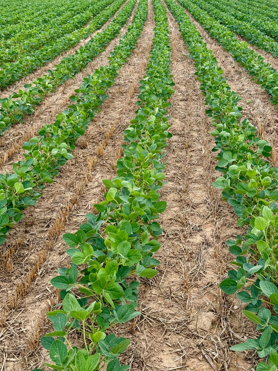 Tecnología agrícola promete meteorólogos virtuales para cada parcela de&nbsp;cultivo